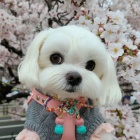 sladk� maltsk� �t���tka 