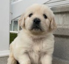 �t��ata zlat�ho retr�vra