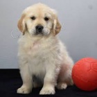 �t��ata zlat�ho retr�vra