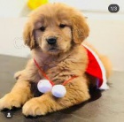 �t��ata zlat�ho retr�vra