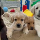 labradorsk� retr�vr