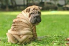 shar-pei �t��ata k dispozici