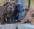 shar-pei �t��ata k dispozici