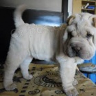 shar-pei �t��ata k dispozici