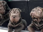shar-pei �t��ata k dispozici
