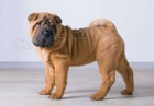 shar-pei �t��ata k dispozici