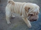 shar-pei �t��ata k dispozici