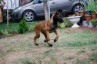 Belgick� ov��k malinois