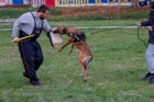 Belgick� ov��k malinois