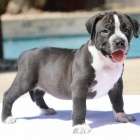�t��ata American Bully.