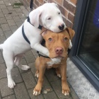 �t��ata americk�ho pitbulteri�ra.