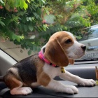 �t��ata b�gl�.