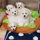 �t��ata Bichon Frise.