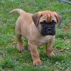 Bullmastiff �t��ata.