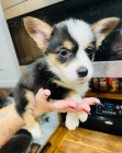 Corgi Pembroke vel�sk� �t��ata.