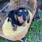 �t��ata jezev��ka.