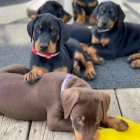 Doberman Pinscher �t��ata.
