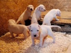 Dogo Argentino �t��ata.