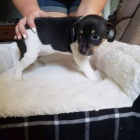 �t��ata Fox teri�ra.