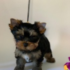 Prod�m �t��ata jork��rsk�ho teri�ra.