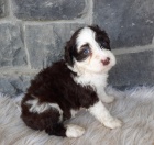 pes a fenka �t��ata portugalsk�ho vodn�ho psa k adopci.