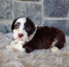 pes a fenka �t��ata portugalsk�ho vodn�ho psa k adopci.