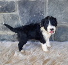 o�kovan� a od�erven� �t��ata portugalsk�ho vodn�ho psa k adopci.