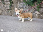 Pembroke Welsh Corgi �t��ata