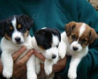 Prod�m �t��ata Jack Russell. �t��ata jsou v�echna o�kovan� a zdrav�.