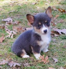 Prod�m o�kovan� �t��ata Pembroke Welsh Corgi.