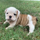 Prod�m zdrav� a o�kovan� �t��ata anglick�ho buldo�ka