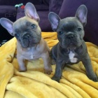 Prod�m �t��ata francouzsk�ho buldo�ka.