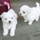 prodej miniaturn�ch malt�z�k�.