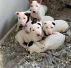 �t��ata b���ho teri�ra.