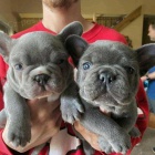 �t��ata francouzsk�ho buldo�ka.