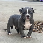 �t��ata Pitbull.
