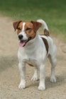 �t���tka Jack Russell teri�r s PP