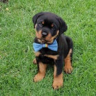 Kvalitn� �t��ata rottweiler�.