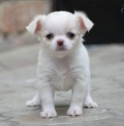 Sladk� rozko�n� �t���tka Chihuahua.