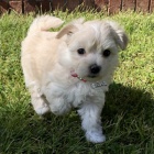 PROD�M O�KOVAN� miniaturn� �t��ata Malt�z�k�.