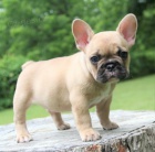 Prod�m �t��ata francouzsk�ho buldo�ka.