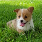 Prod�m �t��ata Pembroke Welsh Corgi.