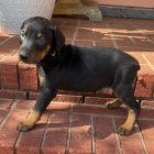 Prod�m o�kovan� �t��ata dobrmana.