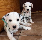 �t���tka dalmatin� k ADOPCI