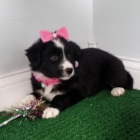 Prod�m �t��ata Border kolie