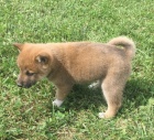 Prod�m �t��ata Shiba inu