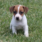 Prod�m �t��ata Jack russell teri�ra.