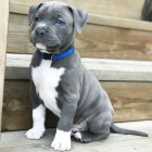 �t��ata Pitbull.