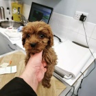 �t��ata pudl�.