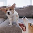 Pembroke Welsh Corgi �t��ata.
